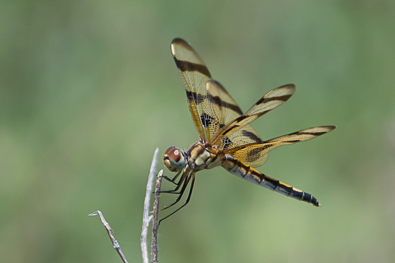 halloween pennant